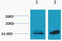 Histone H3 (Mono Methyl Lys27) Polyclonal Antibody