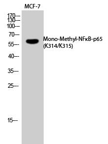 NFκB-p65 (Mono-Methyl-Lys314/Lys315) Polyclonal Antibody