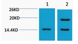 Histone H2A.Z Polyclonal Antibody