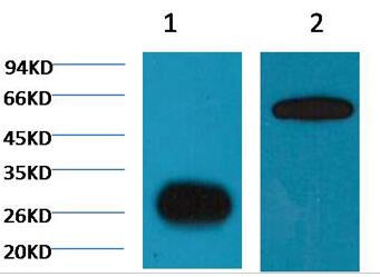 GFP Monoclonal Antibody