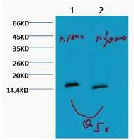 Histone H3 (Mono Methyl Lys79) Monoclonal Antibody(5G5)