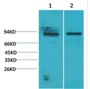 STAT5a Polyclonal Antibody