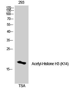 Histone H3 (Acetyl Lys14) Polyclonal Antibody