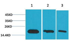 Survivin Monoclonal Antibody