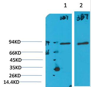 PI3 Kinase P85α Monoclonal Antibody