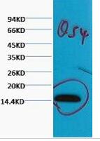 Histone H3 (Tri Methyl Lys79) Monoclonal Antibody(5D8)