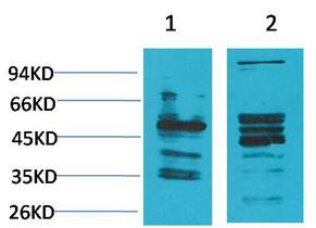 NMBR Polyclonal Antibody
