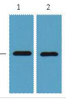 mCherry-Tag Monoclonal Antibody