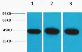 α-Smooth Muscle Actin Polyclonal Antibody