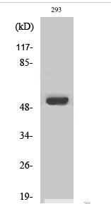 MMP-1 Polyclonal Antibody
