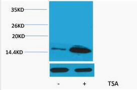 Histone H4 (Acetyl Lys12) Polyclonal Antibody