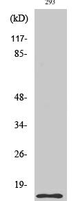 Cleaved-Caspase-7 (S199) Polyclonal Antibody