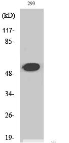 Cleaved-Plasminogen HC A short form (V98) Polyclonal Antibody