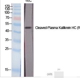 Cleaved-Plasma Kallikrein HC (R390) Polyclonal Antibody