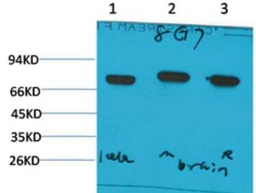 HSC70 Monoclonal Antibody