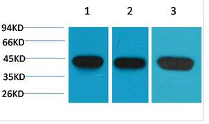 α-SMA Monoclonal Antibody