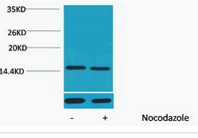 Histone H4 (Phospho Thr80) Polyclonal Antibody