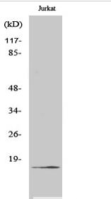 Cleaved-Factor VII LC (R212) Polyclonal Antibody