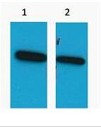 ECFP-Tag Polyclonal Antibody