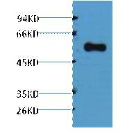 Alliinase Polyclonal Antibody