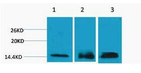 Histone H3 (Tri Methyl Lys36) Polyclonal Antibody