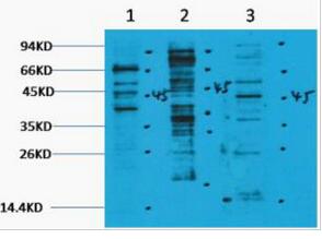 Pan Methyl Lysine Polyclonal Antibody