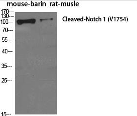Cleaved-Notch 1 (V1754) Polyclonal Antibody