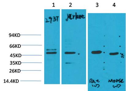 Smad3 Monoclonal Antibody