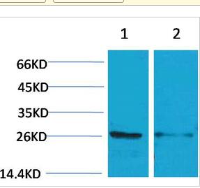 14-3-3 ε Polyclonal Antibody