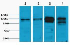 Vinculin Polyclonal Antibody