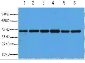 β-actin Polyclonal Antibody