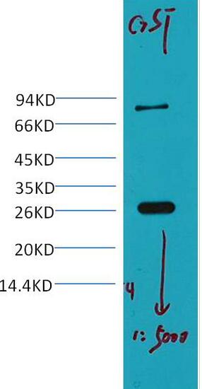 GST Monoclonal Antibody