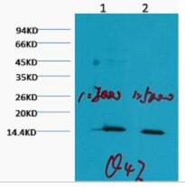 Histone H3 (Mono Methyl Lys79) Monoclonal Antibody(1C2)