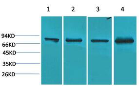 PI 3-kinase p85α Polyclonal Antibody