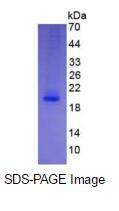 Eukaryotic Interleukin 4 (IL4)