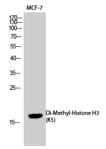 Histone H3 (Di-Methyl-Lys5) Polyclonal Antibody