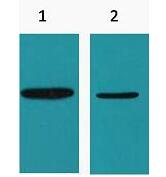 His-Tag Monoclonal Antibody