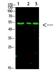p53 (Acetyl-K120) Polyclonal Antibody