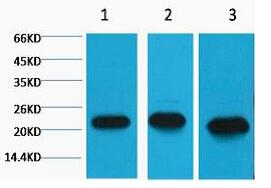 Peroxiredoxin 1 Monoclonal Antibody