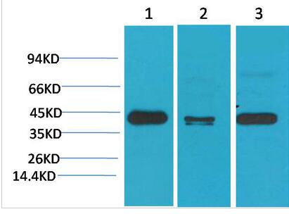 TBP/TATA Binding Protein Monoclonal Antibody
