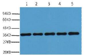 GAPDH Polyclonal Antibody