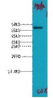COX2 Polyclonal Antibody