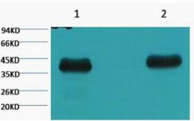 Plant actin Monoclonal Antibody