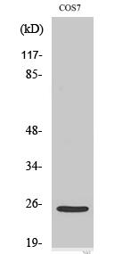 Cleaved-Integrin α7 LC (E959) Polyclonal Antibody