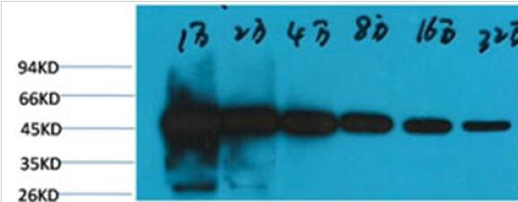 β-tubulin (HRP Conjugated) Monoclonal Antibody