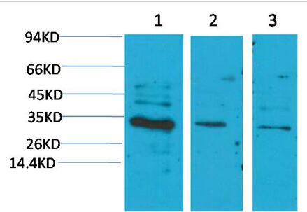 CNTF Polyclonal Antibody
