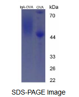 OVA Conjugated Immunoglobulin A (IgA)