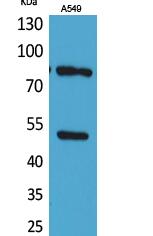 HSP 90 (Acetyl Lys435) Polyclonal Antibody