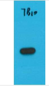 S1-Tag Monoclonal Antibody