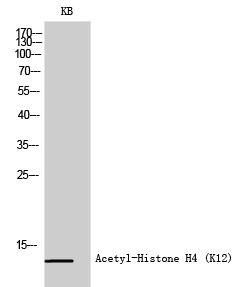 Histone H4 (Acetyl Lys12) Polyclonal Antibody